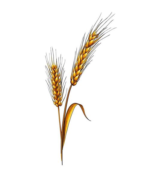 Illustrazione stilizzata di una spiga di grano intrecciata con un raviolo.