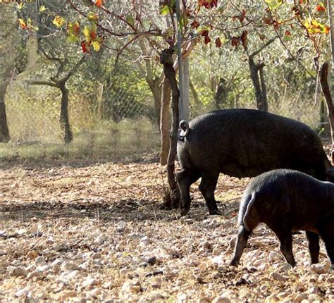 Maiale nero d'Abruzzo in un pascolo