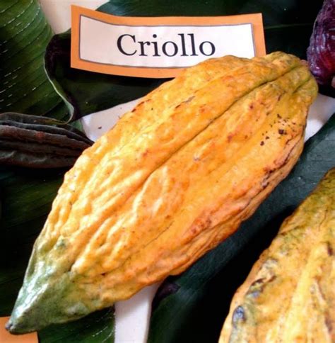 Cacao Criollo in baccelli
