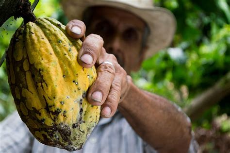 Piantagione di cacao Domori