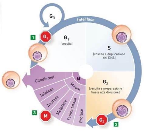 Infografica che illustra il ciclo di rinnovamento cellulare del cuoio capelluto e come questo può portare alla formazione della forfora.