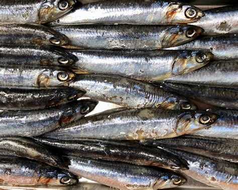Alici fresche pronte per essere preparate