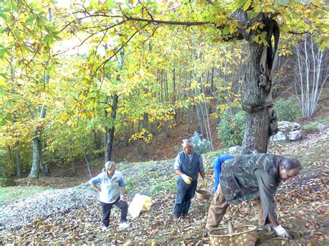 Schema illustrativo degli attrezzi utilizzati per la raccolta delle castagne: picahet, rastrello, falcetta.