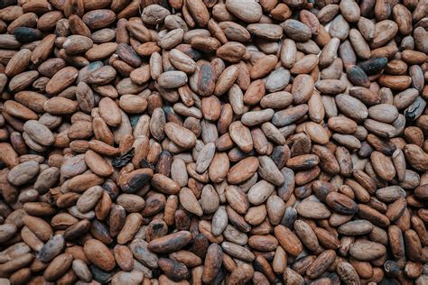 Immagine ravvicinata di chicchi di cacao di alta qualità