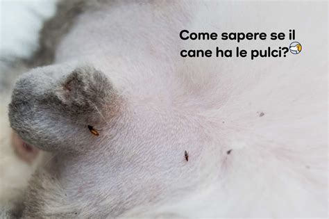 Immagine ravvicinata di pulci su un cane o feci di pulci sul pelo.