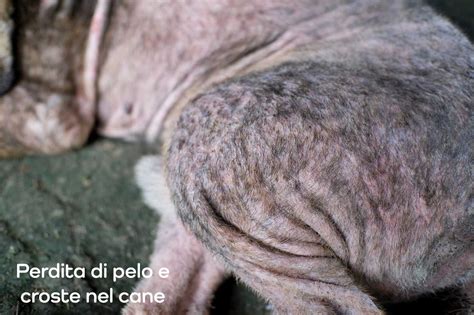 Primo piano della pelle di un cane con arrossamento, croste e perdita di pelo sotto l'ascella.
