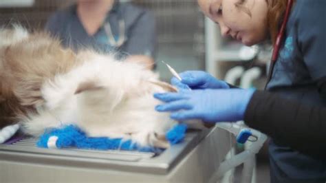 Veterinario che esegue un raschiamento cutaneo su un cane.