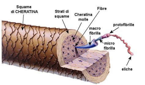 Immagine illustrativa che mostra la struttura del capello e gli ingredienti naturali benefici.