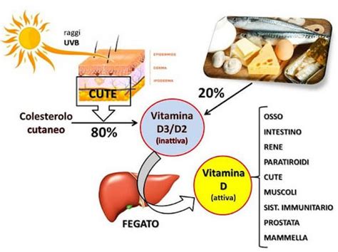 Illustrazione che mostra l'assorbimento del calcio grazie alla vitamina D3 prodotta dall'esposizione solare
