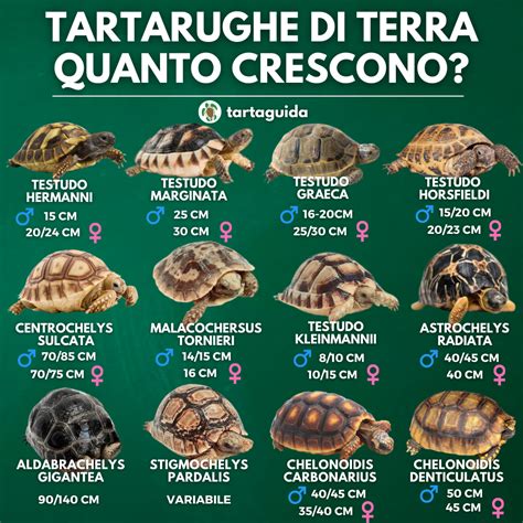 Immagine che mostra una ranfoteca di tartaruga sana e una eccessivamente cresciuta