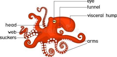 Schema anatomico del polpo comune (Octopus vulgaris) con evidenziate testa, mantello, tentacoli e ventose.
