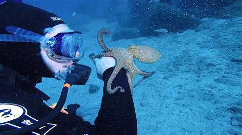 Illustrazione che mostra un pescatore subacqueo mentre si prepara a sparare a un polpo nascosto tra le rocce.