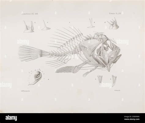 Illustrazione anatomica del palombo con pinne e caratteristiche fisiche