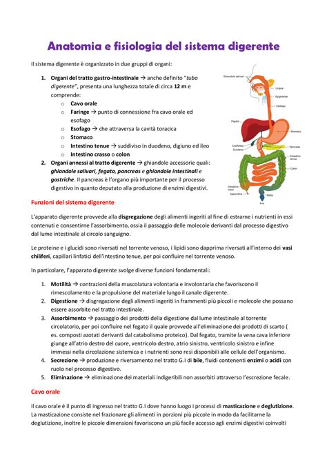 Schema che illustra il processo digestivo dell'amido resistente rispetto all'amido comune