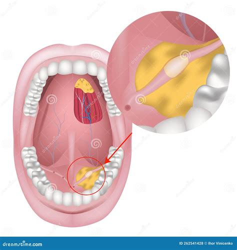 illustrazione anatomica della bocca e delle ghiandole salivari durante il sonno