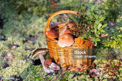 Esemplari di funghi porcini di diverse dimensioni raccolti in un cesto di vimini