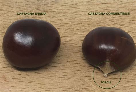 Schema che illustra le differenze tra la castagna commestibile (Castanea sativa) e la castagna matta (Aesculus hippocastanum), evidenziando la forma del riccio, la lucentezza e la forma del frutto.