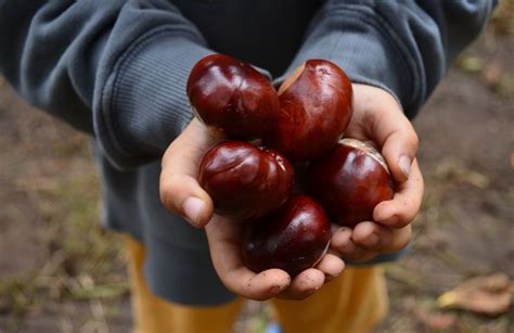 Un bambino che tiene in mano una castagna matta, con un sorriso.