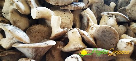 Immagine di funghi cardoncelli freschi disposti su un tagliere di legno