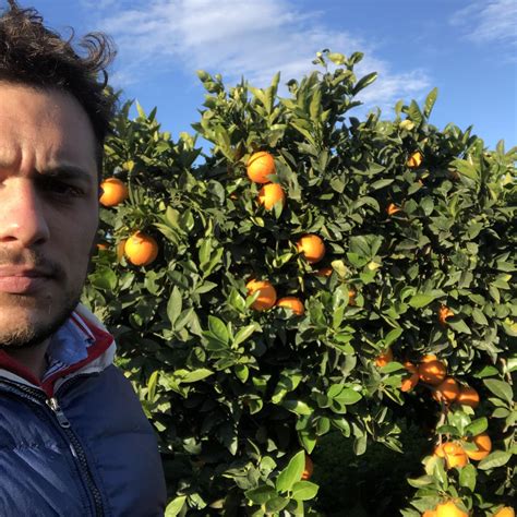 Claudio Luca, fondatore di Bacco, che supervisiona la raccolta dei pistacchi