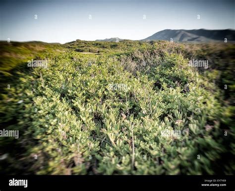 Campo di pistacchi con la tipica vegetazione etnea sullo sfondo