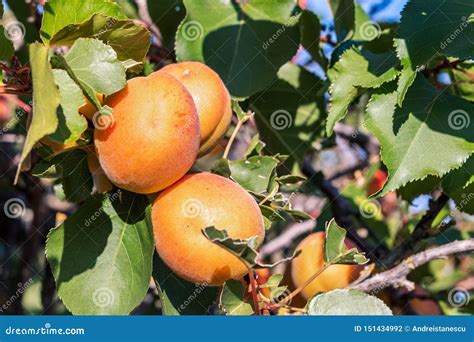 Albicocche mature su un ramo d'albero, pronte per la raccolta