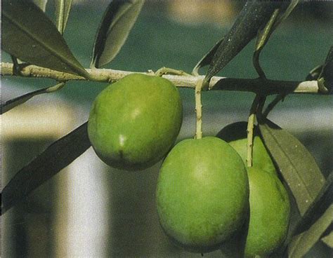 Primo piano di un'oliva verde 