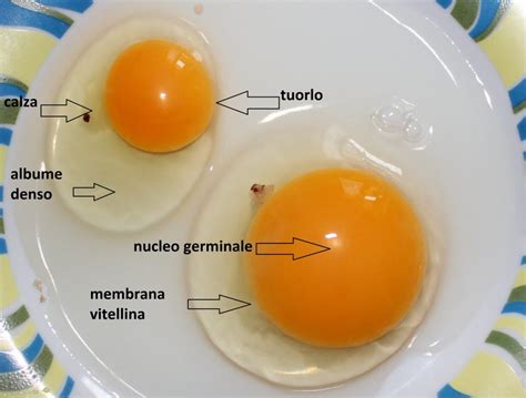 illustrazione che mostra la composizione di un uovo: guscio, albume e tuorlo