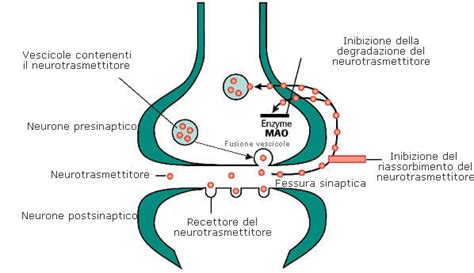 illustrazione che rappresenta il cervello e i neurotrasmettitori legati all'umore