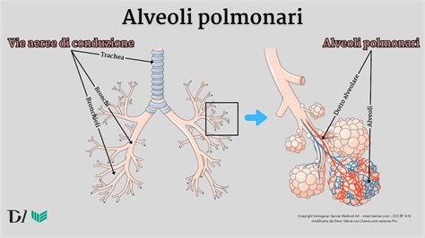 microscopica immagine di alveoli di un croissant ben lievitato