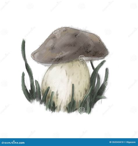 Schema di base per il disegno di un fungo: linee guida per gambo e cappello