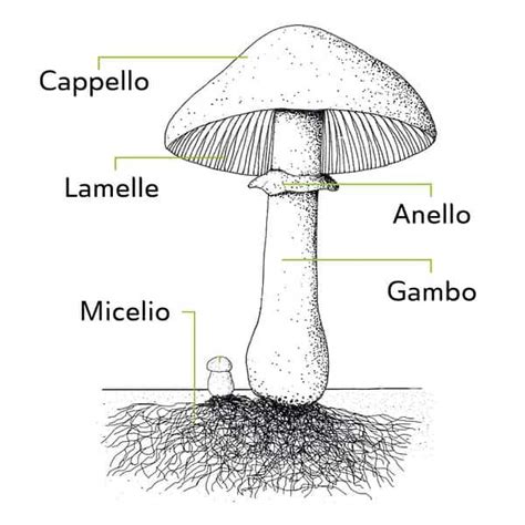 Processo passo-passo per disegnare un fungo del burro con anello e cappello caratteristici