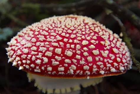 Dettaglio di un'Amanita muscaria con cappello rosso a pois bianchi e gambo con volva