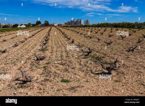 Campo di coltivazione di agretti su terreno sabbioso vicino al mare