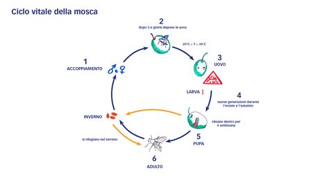 Schema del ciclo biologico della mosca del porro