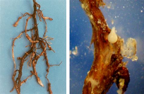 Schema che illustra i danni da nematodi alle radici di una pianta