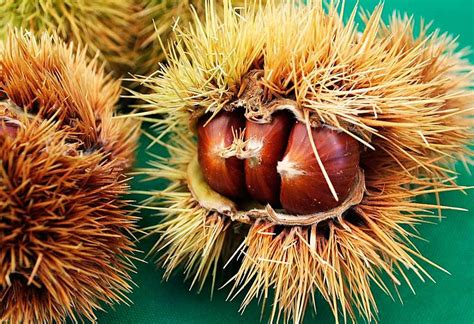 Struttura di un riccio di castagna con castagne al suo interno