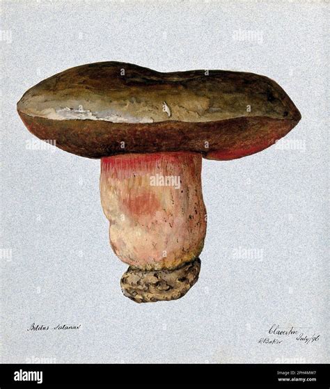 Illustrazione del Rubroboletus satanas con dettagli del cappello e del gambo.
