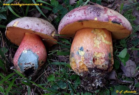 Immagine comparativa che mostra le differenze tra il cappello e il gambo del Rubroboletus satanas e di un porcino commestibile.