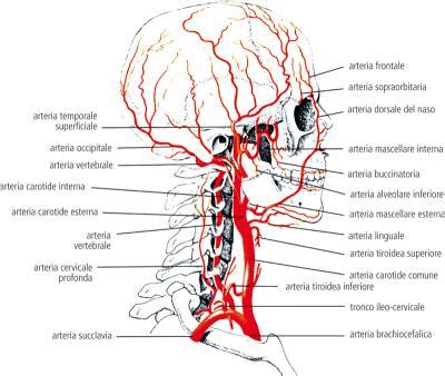 Rappresentazione schematica delle arterie carotidi e della loro irrorazione sanguigna alla testa.