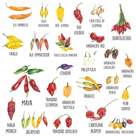 Diverse varietà di peperoncini freschi, alcuni interi e altri tagliati per mostrare i semi.