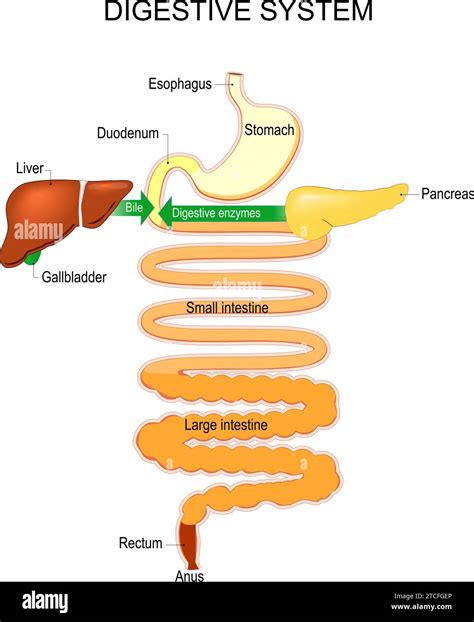 Illustrazione stilizzata di un sistema digestivo umano con evidenziati stomaco e intestino