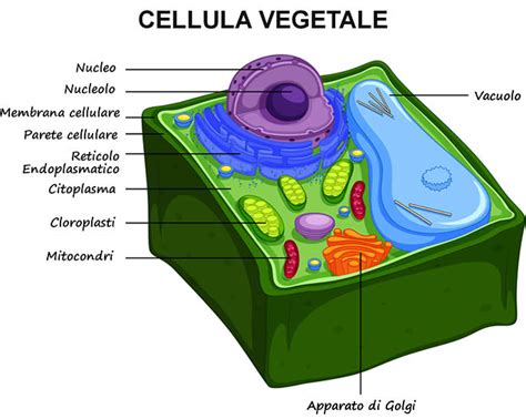 Schema generale di una cellula vegetale con evidenziati cloroplasti, parete cellulare e vacuolo