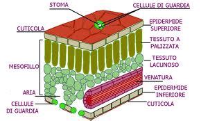 Schema dettagliato della sezione trasversale di una foglia, mostrando epidermide, mesofillo, stomi e fasci vascolari