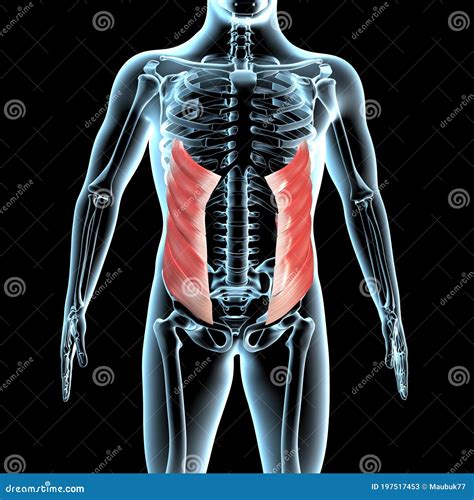 illustrazione anatomica dei muscoli addominali