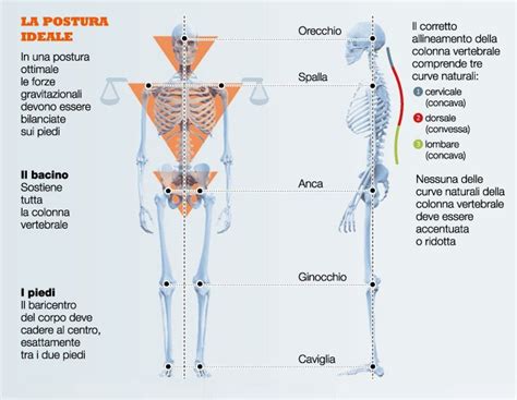 schema che illustra la postura corretta e scorretta dell'addome