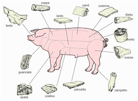 schema anatomico del maiale con evidenziata la zona della coppa/capocollo