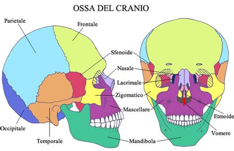 Schema anatomico della base cranica e dei seni paranasali
