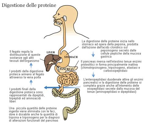 Infografica che illustra le fasi di digestione e assorbimento dei nutrienti nell'apparato digerente.