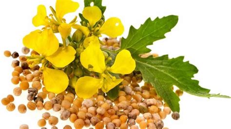 Illustrazione botanica delle diverse varietà di piante di senape con i loro semi: bianca, bruna e nera.
